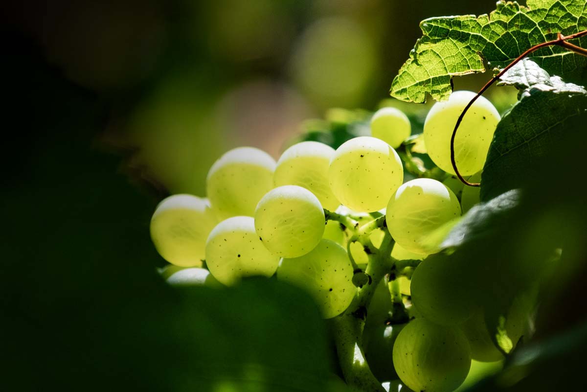 raisins-batard-montrachet-grand-cru-dames-flandres-hospices