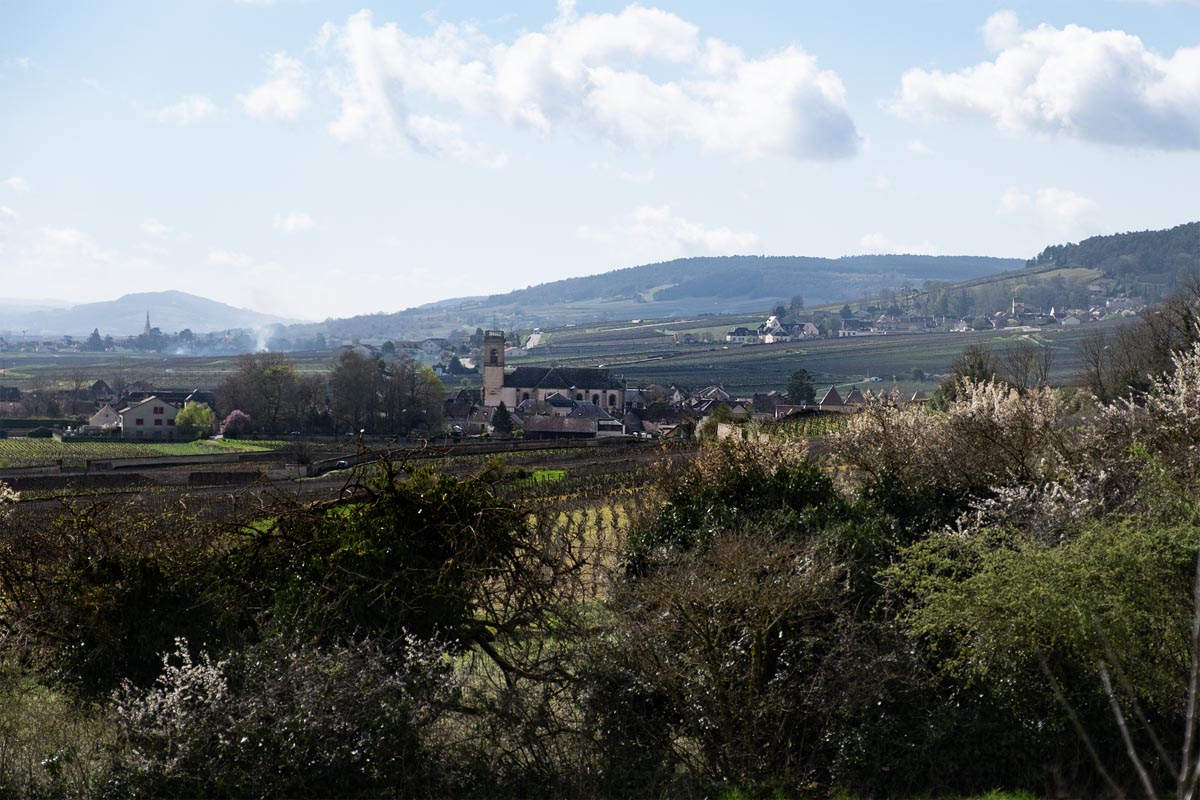 vignoble pommard bourgogne