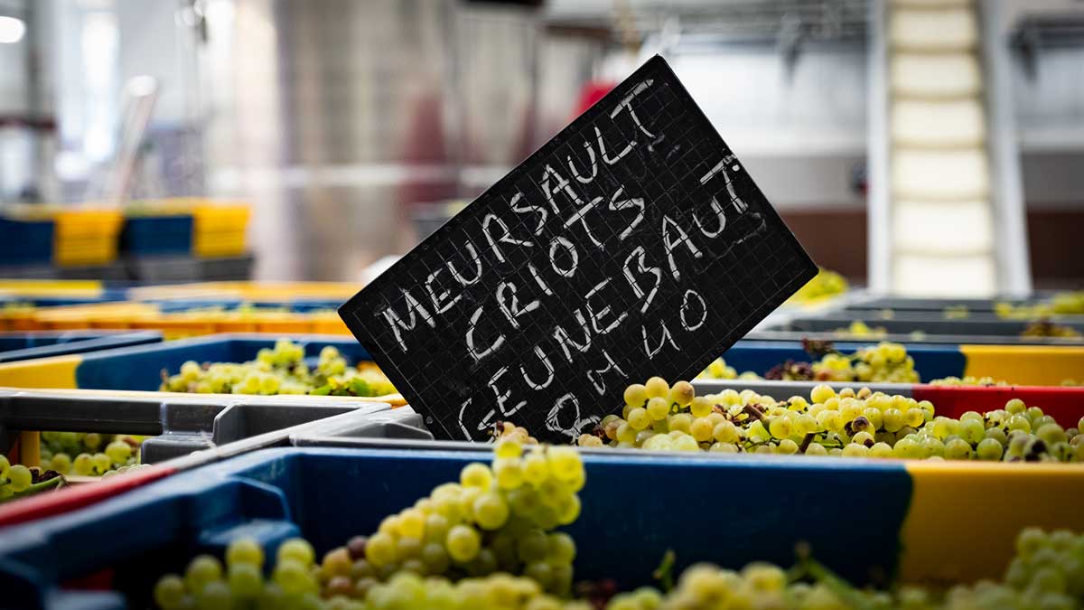 raisins-chardonnay-meursault-hospices-de-beaune-bourgogne