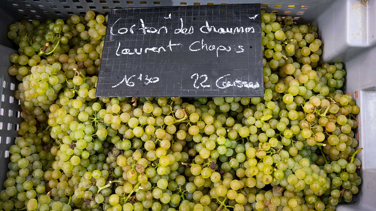 raisins-chardonnay-corton-domaine-hospices-beaune
