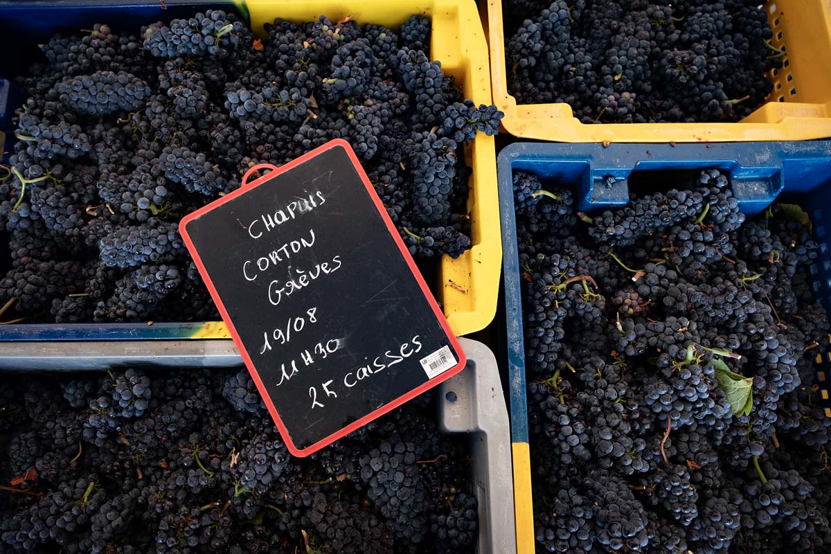 Domaine Hospices de Beaune vendange harvest 2026