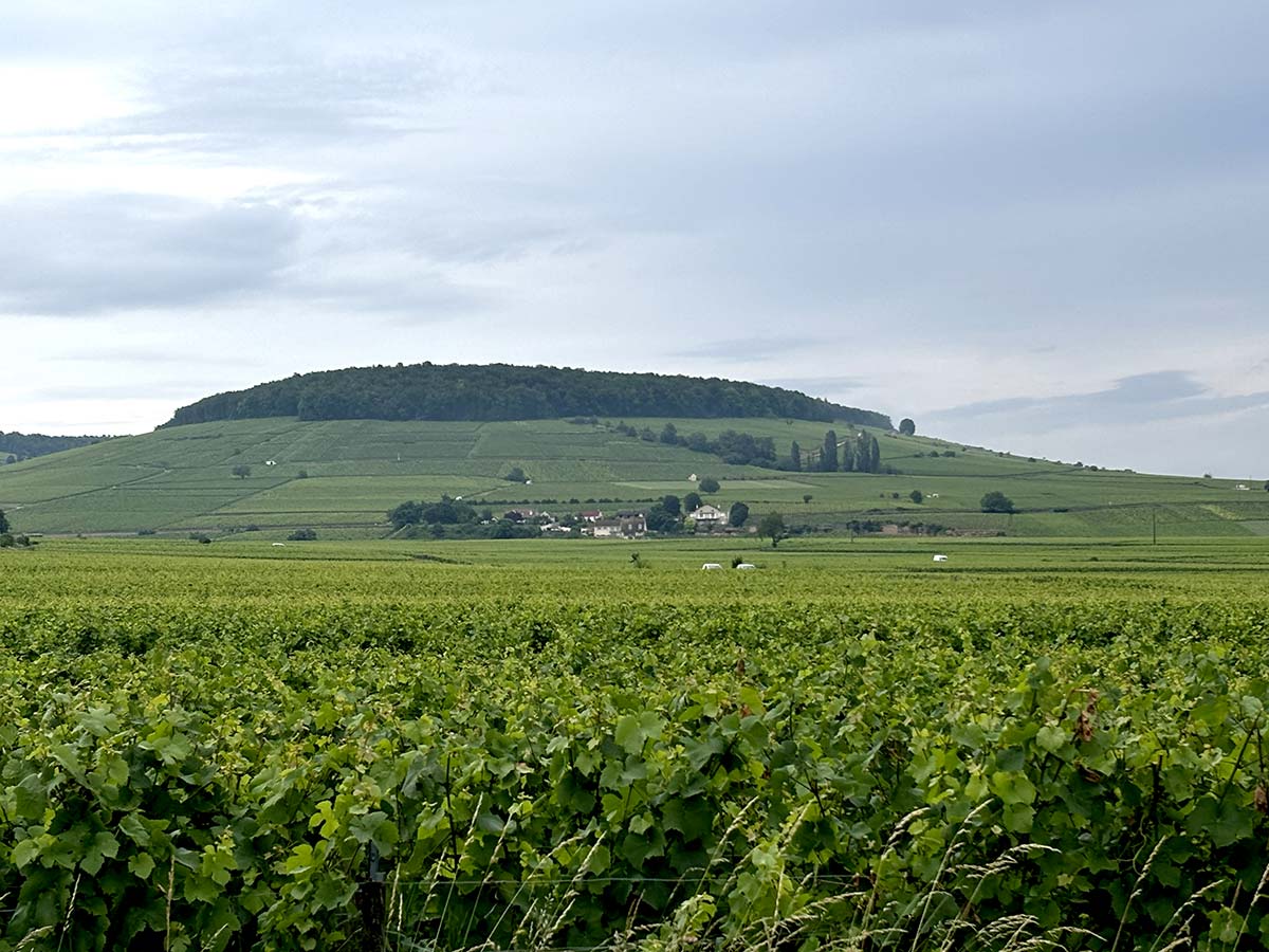 La colline de Corton où se trouve le grand cru Les Renardes et la cuvée Berthier-Sweeney