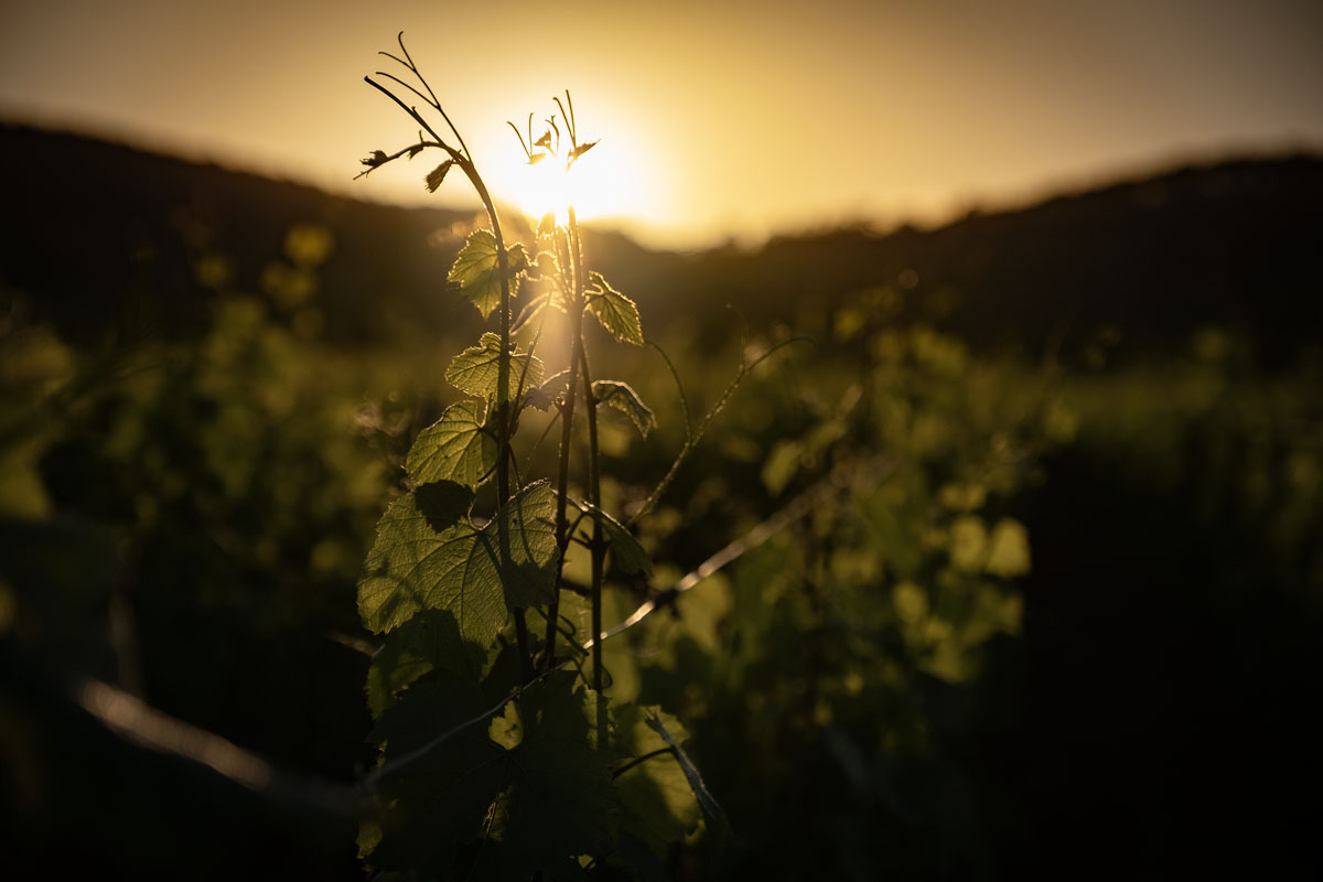 Tenuta Hospices de Beaune, vendemmia 2026
