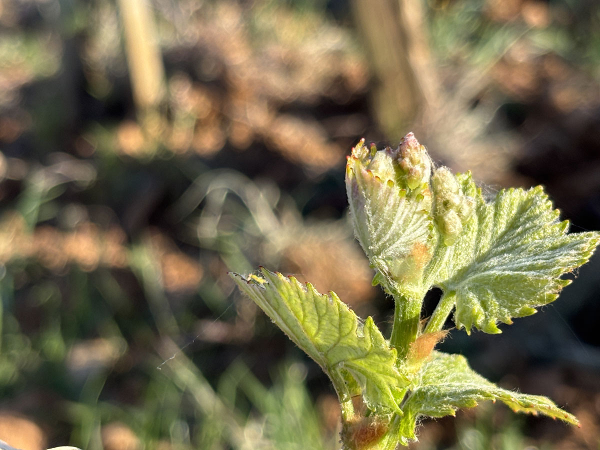appellation-pouilly-fuisse-hospices-bourgogne