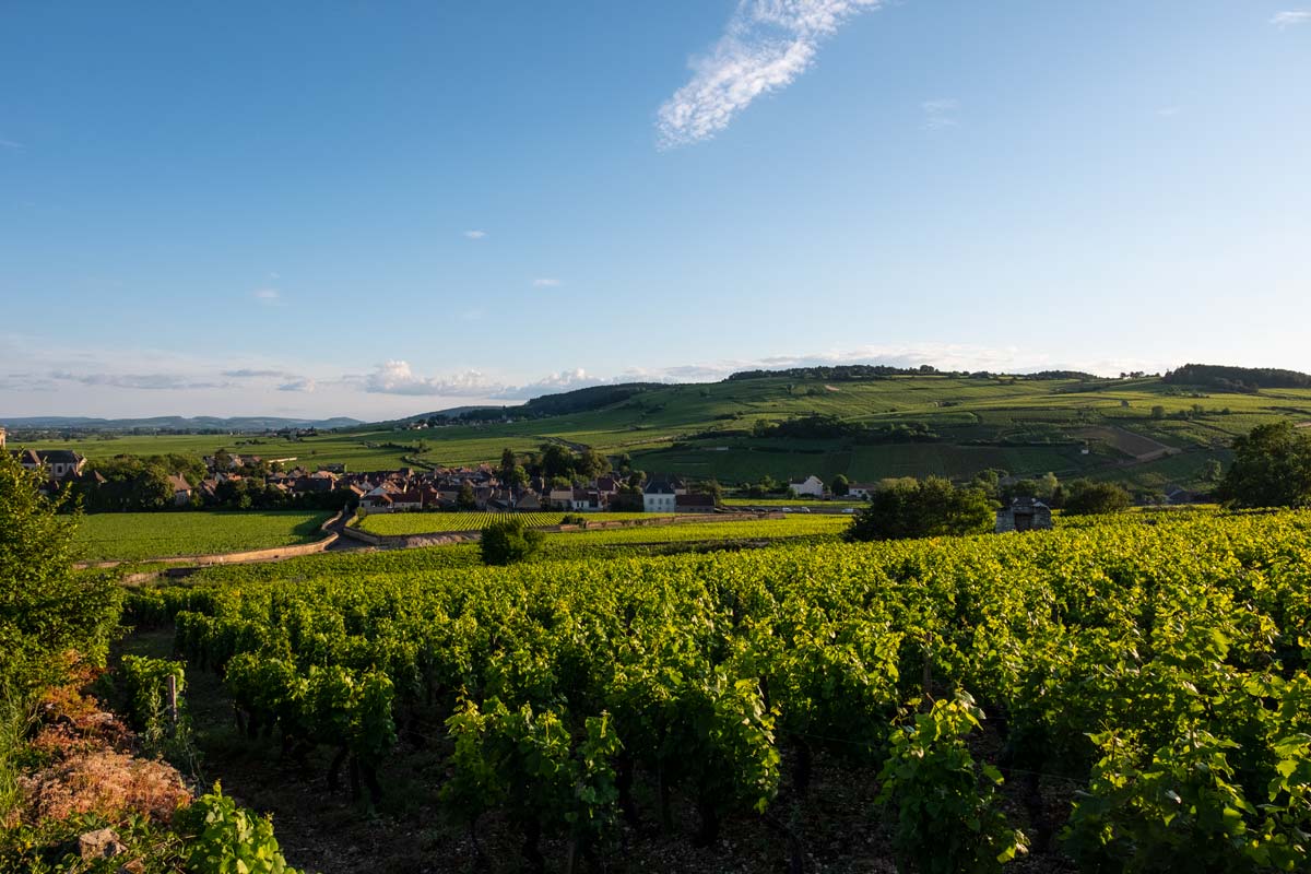 pommard-vin-bourgogne-tourisme