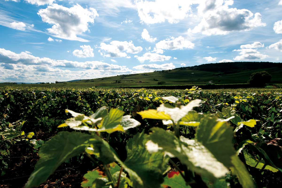 Albert Bichot : un engagement fort et durable pour les vins bio