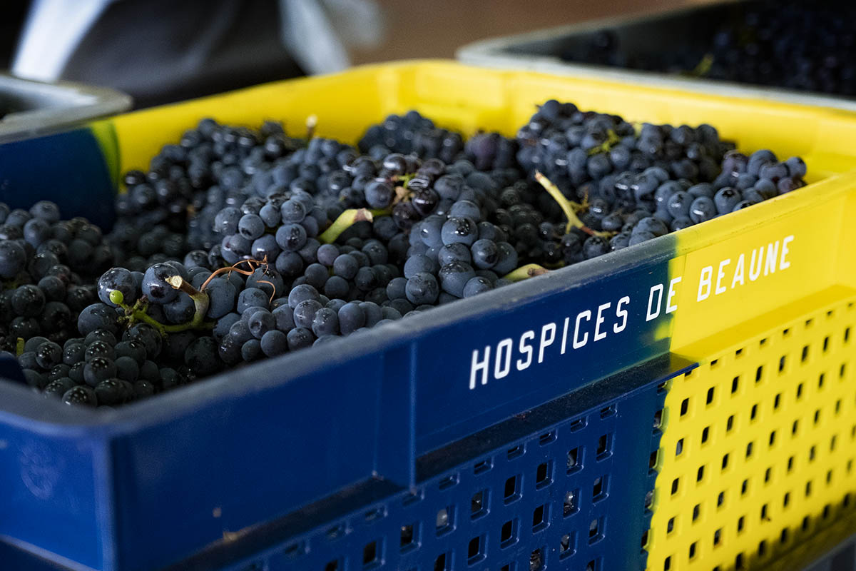 Harvest time at Domaine des Hospices de Beaune… A beautiful vintage 2022 in the making!