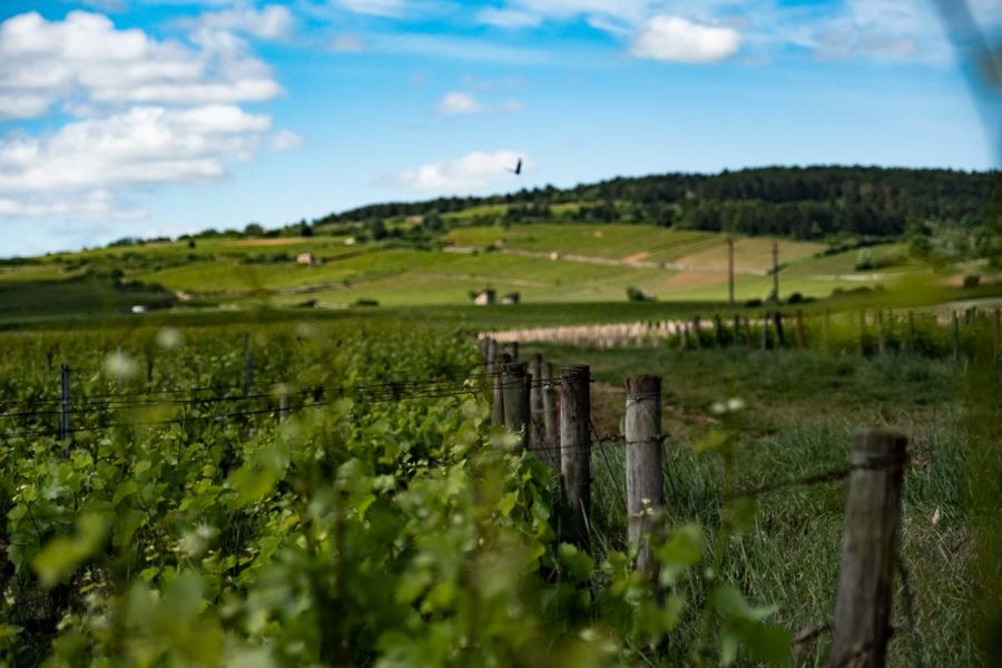 millesimes-domaine-hospices-beaune-bourgogne