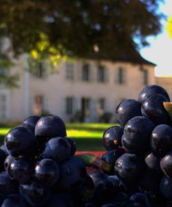 achat-vin-primeur-bourgogne