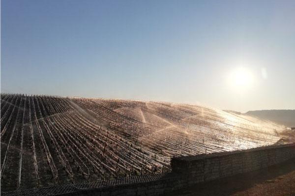 Vintage 2021 – a severe frost in Burgundy. Special message from Albéric Bichot